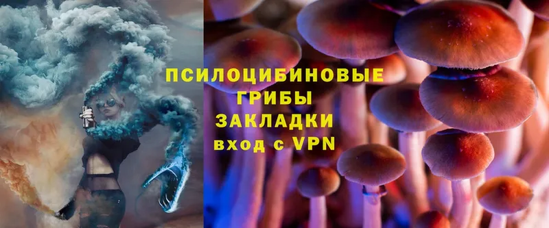 Псилоцибиновые грибы Psilocybe  Берёзовский 